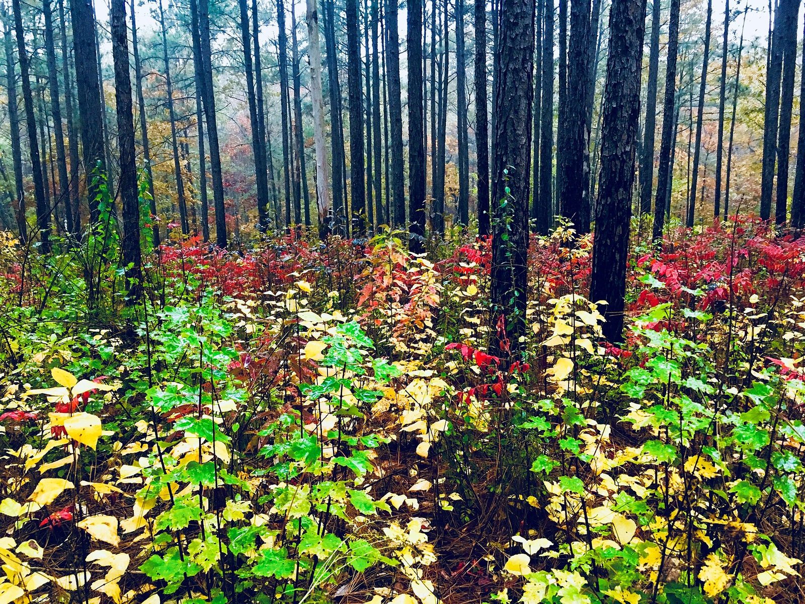 Tall pines above a thicket of red, orange and yellow leaves beside a forest road.