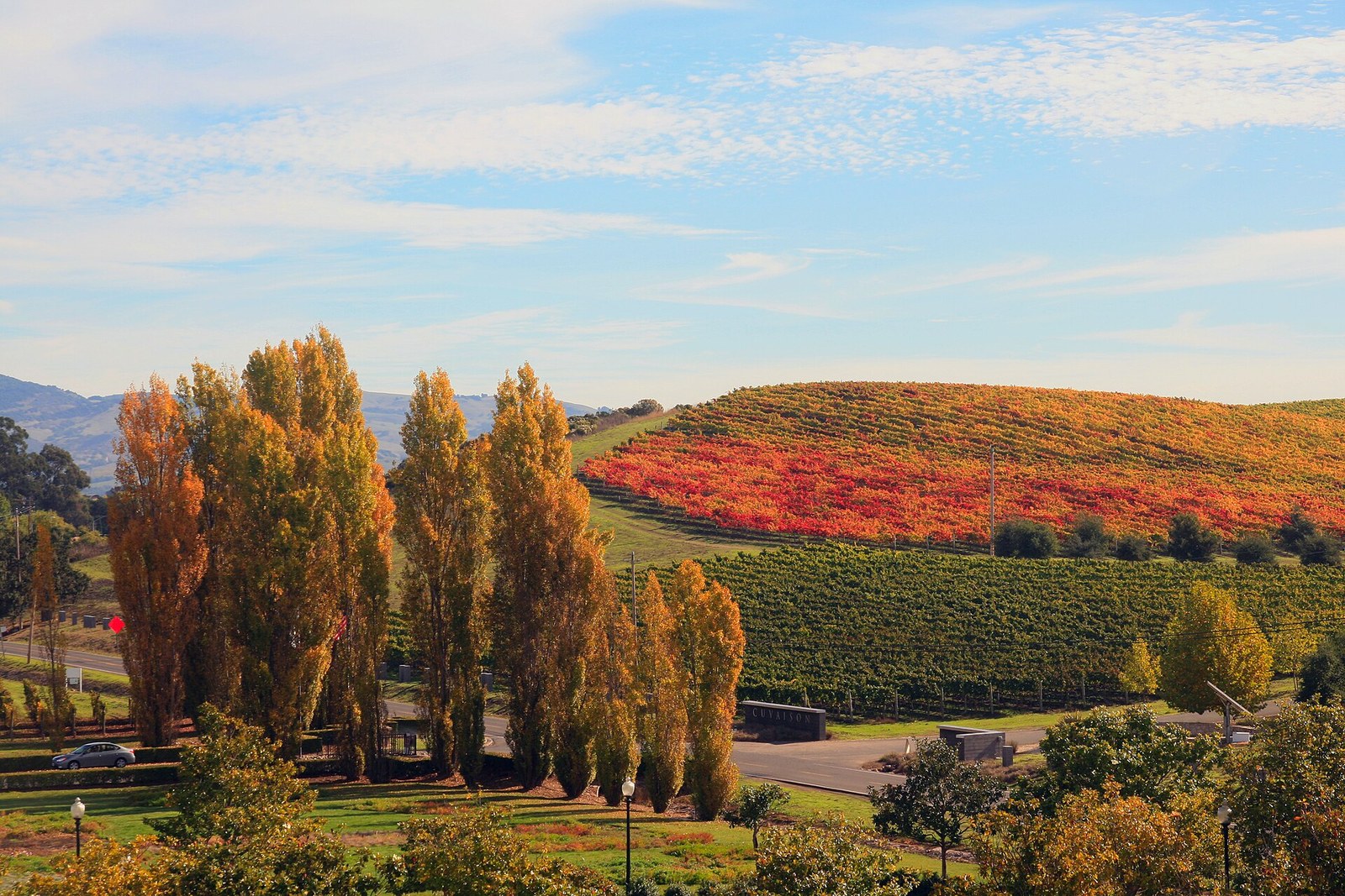 A vineyard hillside in red and orange leaves beside a row of tall poplars turning gold.