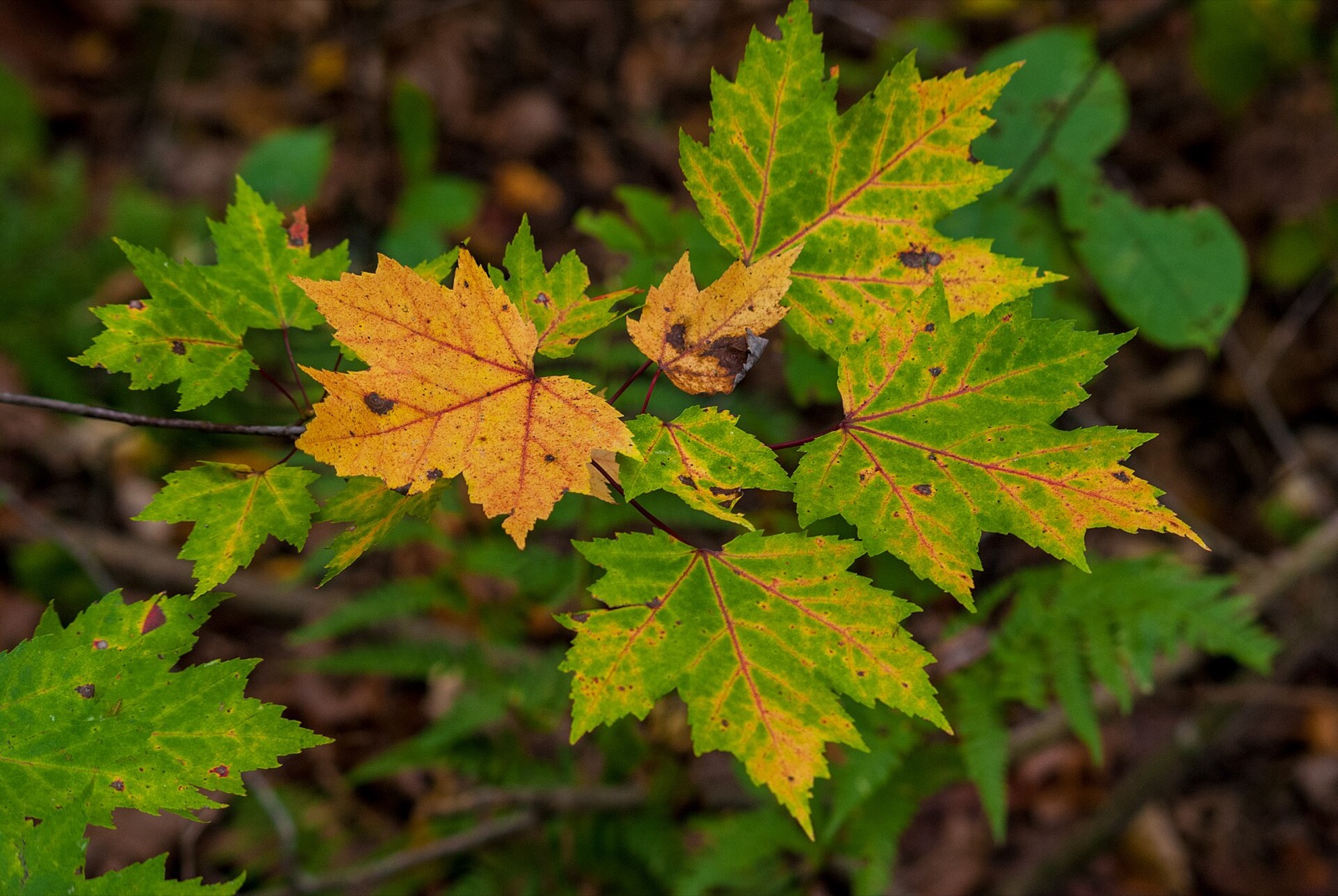 Maple leaves partway through the change, green fading to yellow and orange along the veins, with one leaf already fully gold.