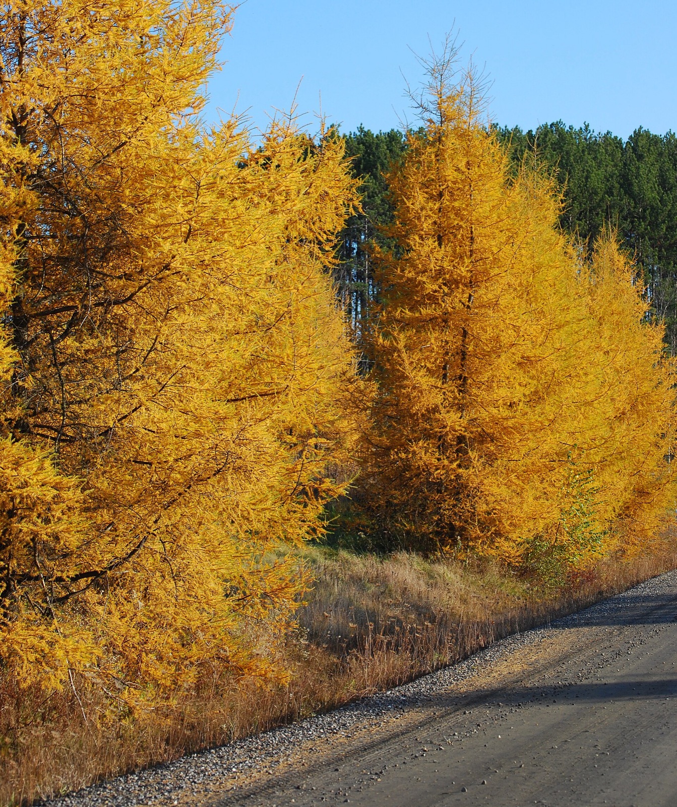 Tamarack trees with gold autumn needles beside a gravel road in Barre, Vermont, with dark evergreens behind them.