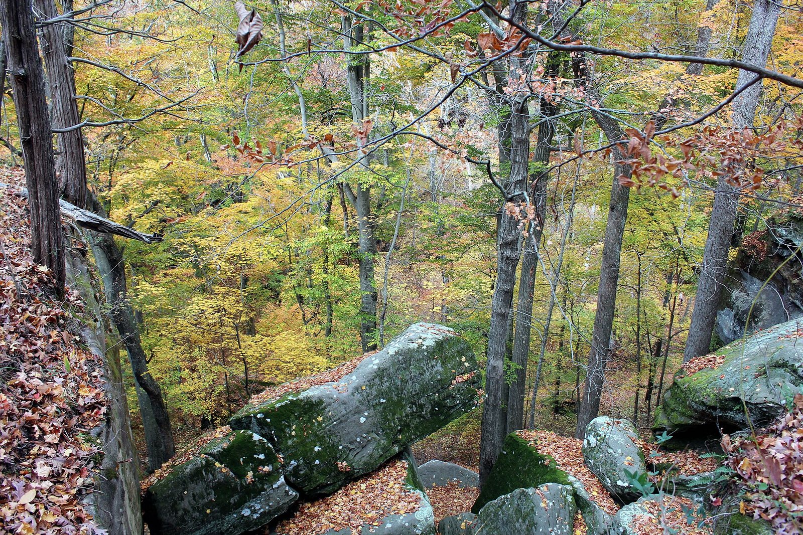 Yellow and gold trees over a sandstone ravine, with mossy boulders and fallen red leaves in the foreground.