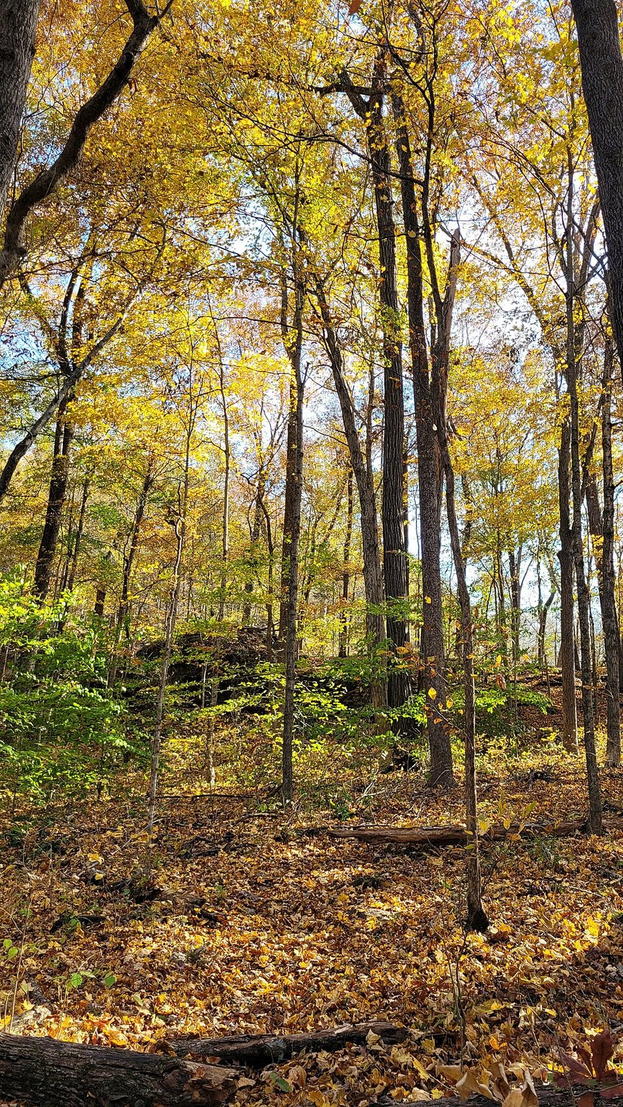 Tall hardwoods in bright yellow leaves above a forest floor of fallen yellow leaves, with a rock outcrop among the trees.