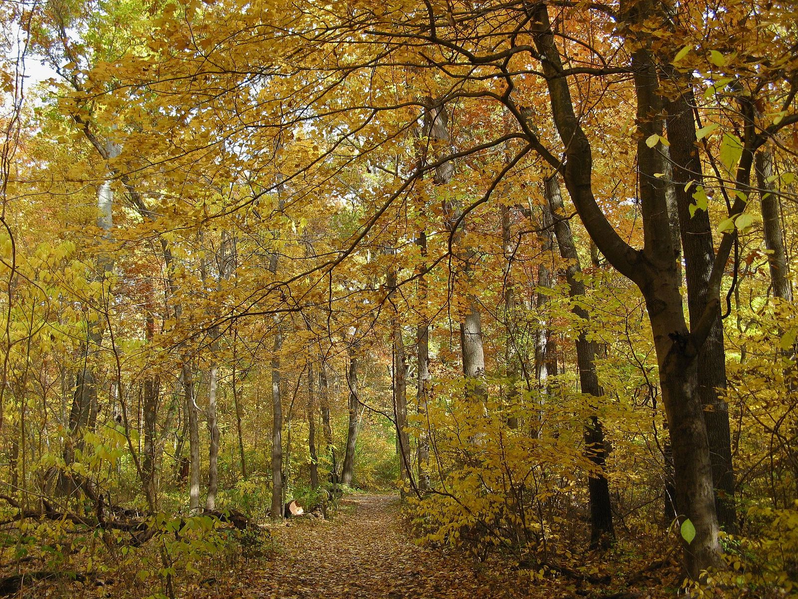 A woodland trail running through yellow and gold leaves, with fallen leaves on the path.