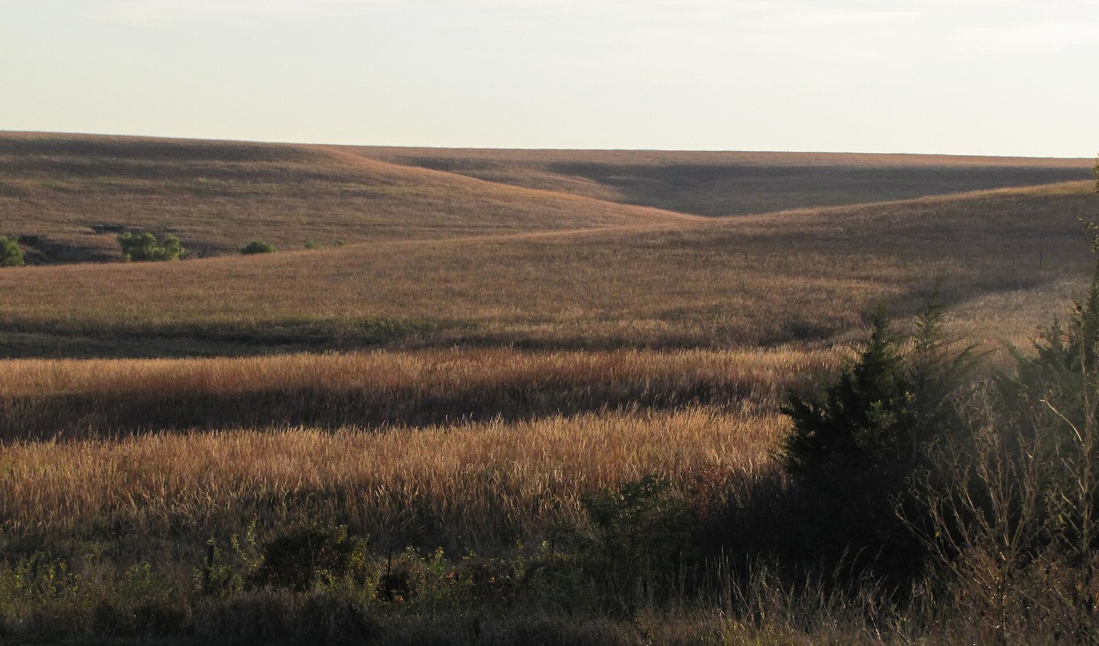 Rolling Flint Hills grassland in copper and gold, with low light raking across the slopes.