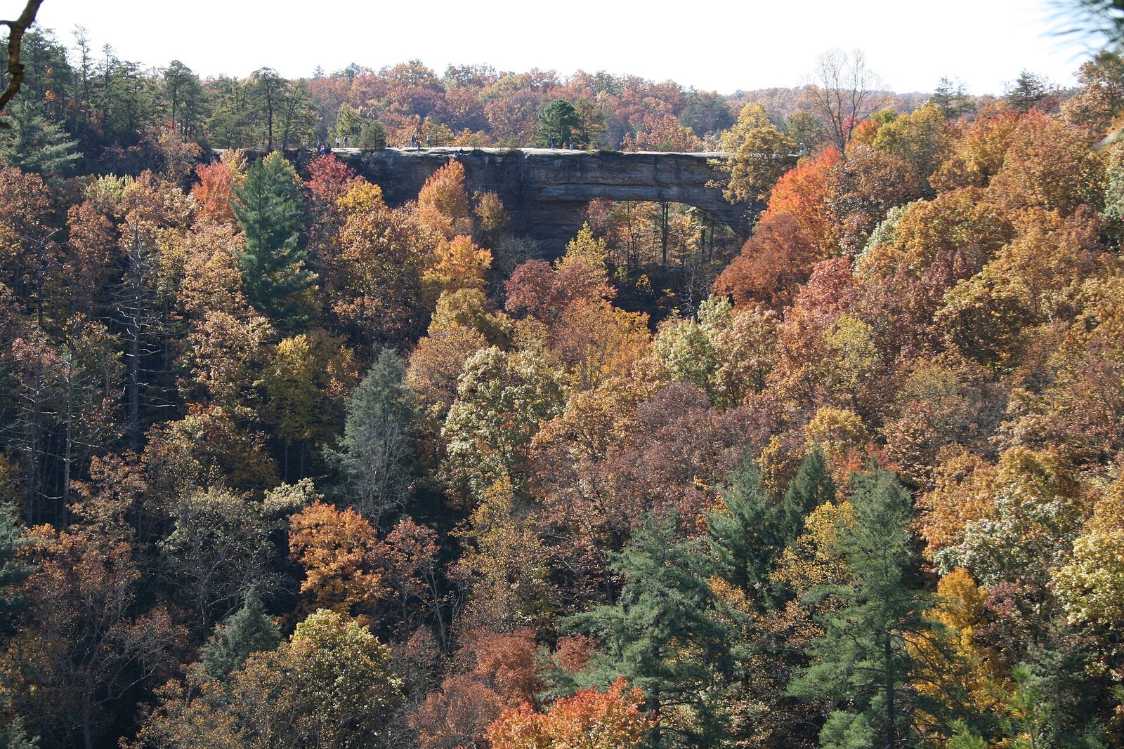A long sandstone arch seen across a valley of red, orange and gold trees.