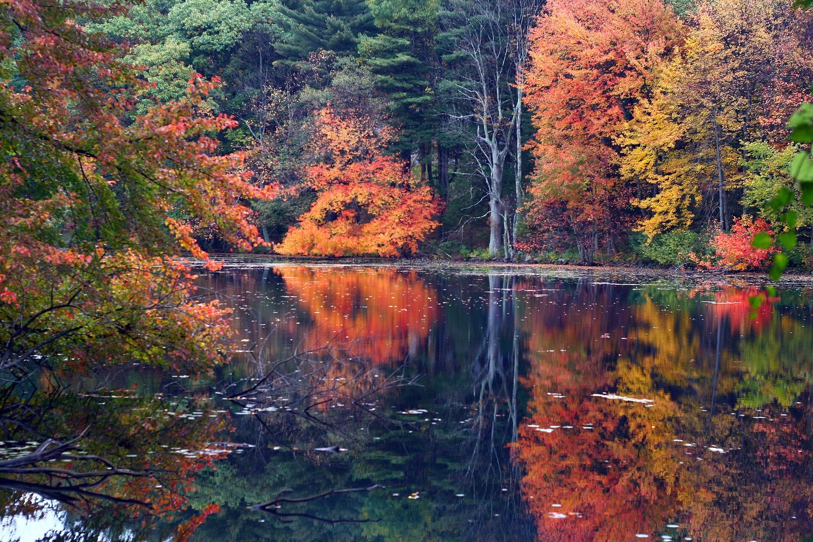 Maples in orange, red and gold reflected in a still woodland pond.