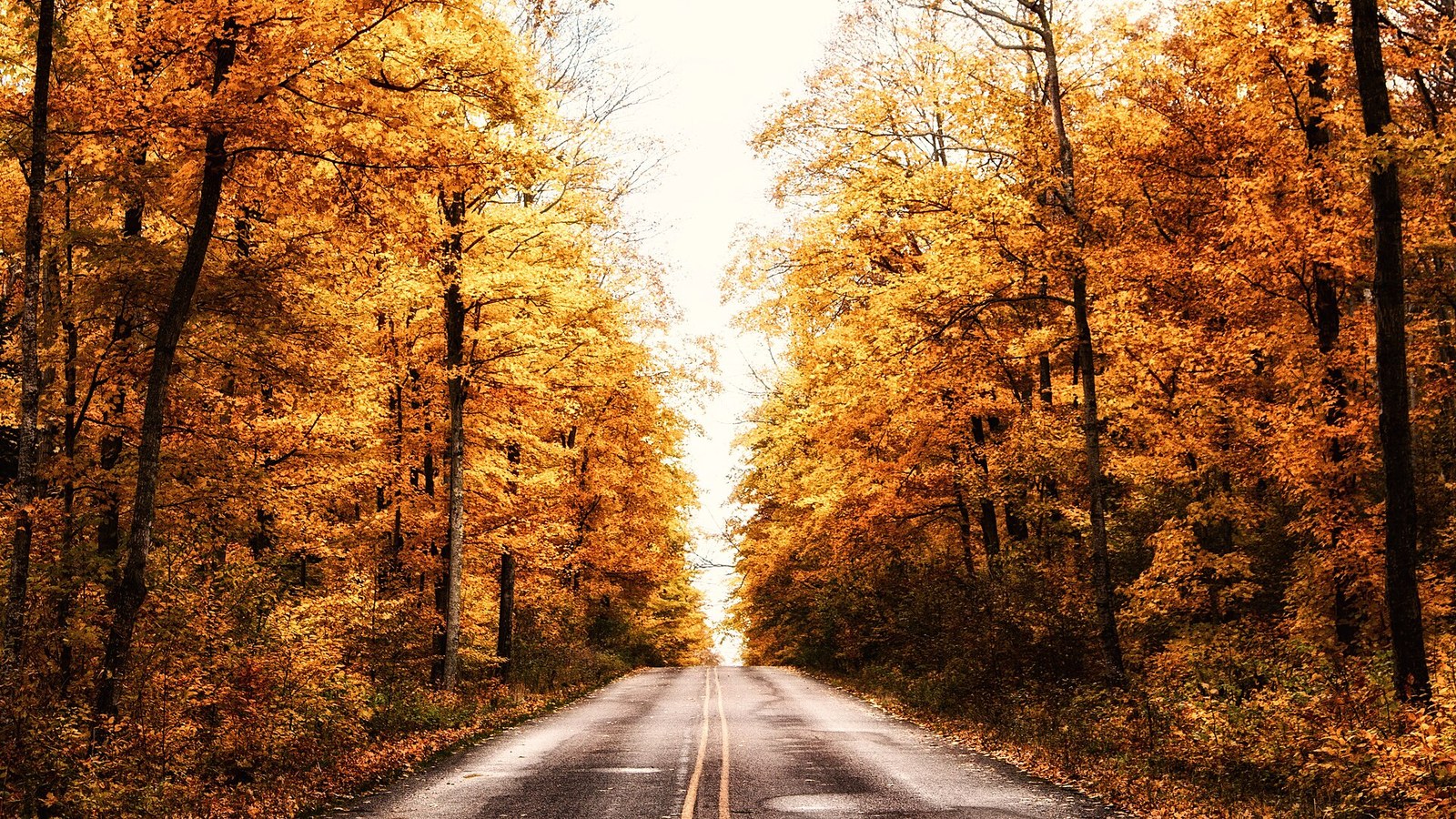 A straight road running through tall trees whose leaves are bright gold and orange.