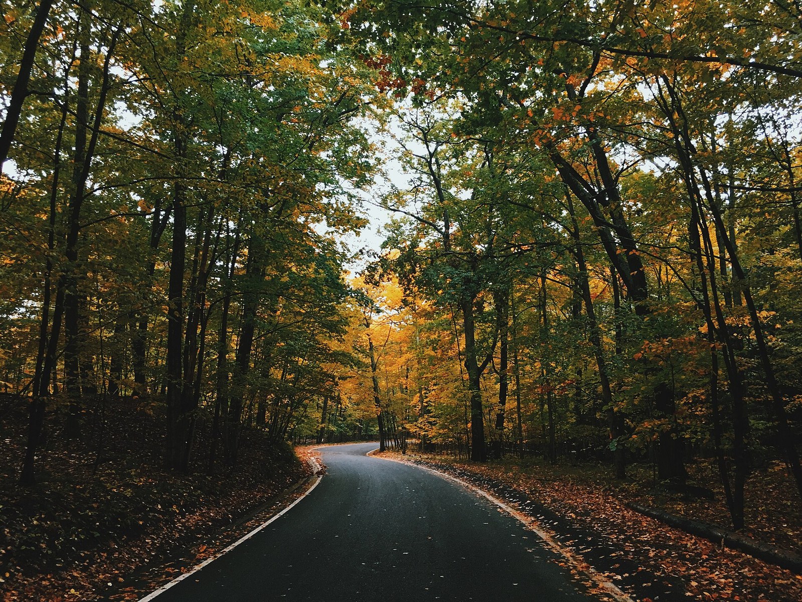 A road curving through woods of green and gold trees, with orange leaves along the pavement edge.