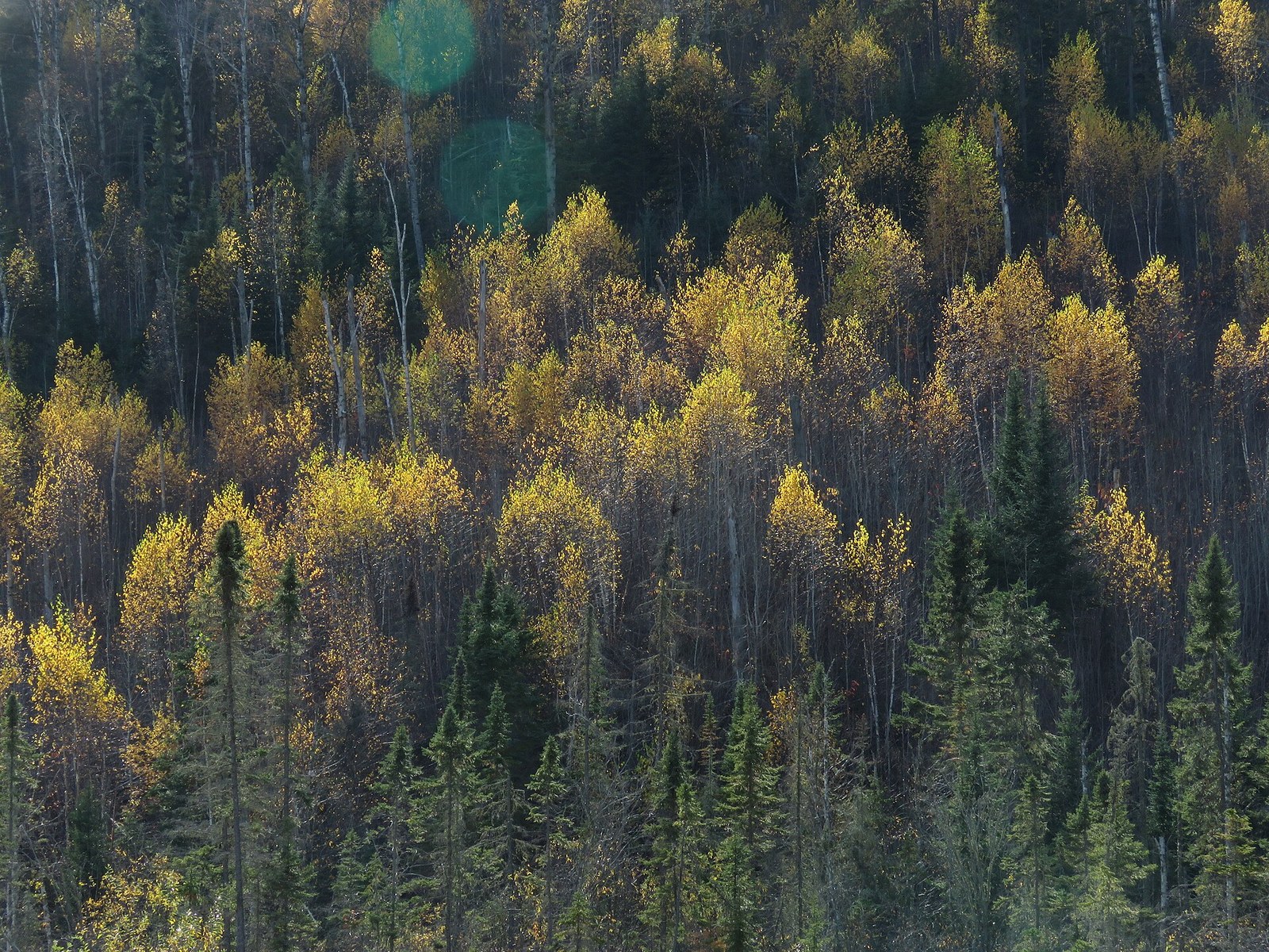 Yellow aspen and birch among dark spruce on a hillside, lit by low sun.