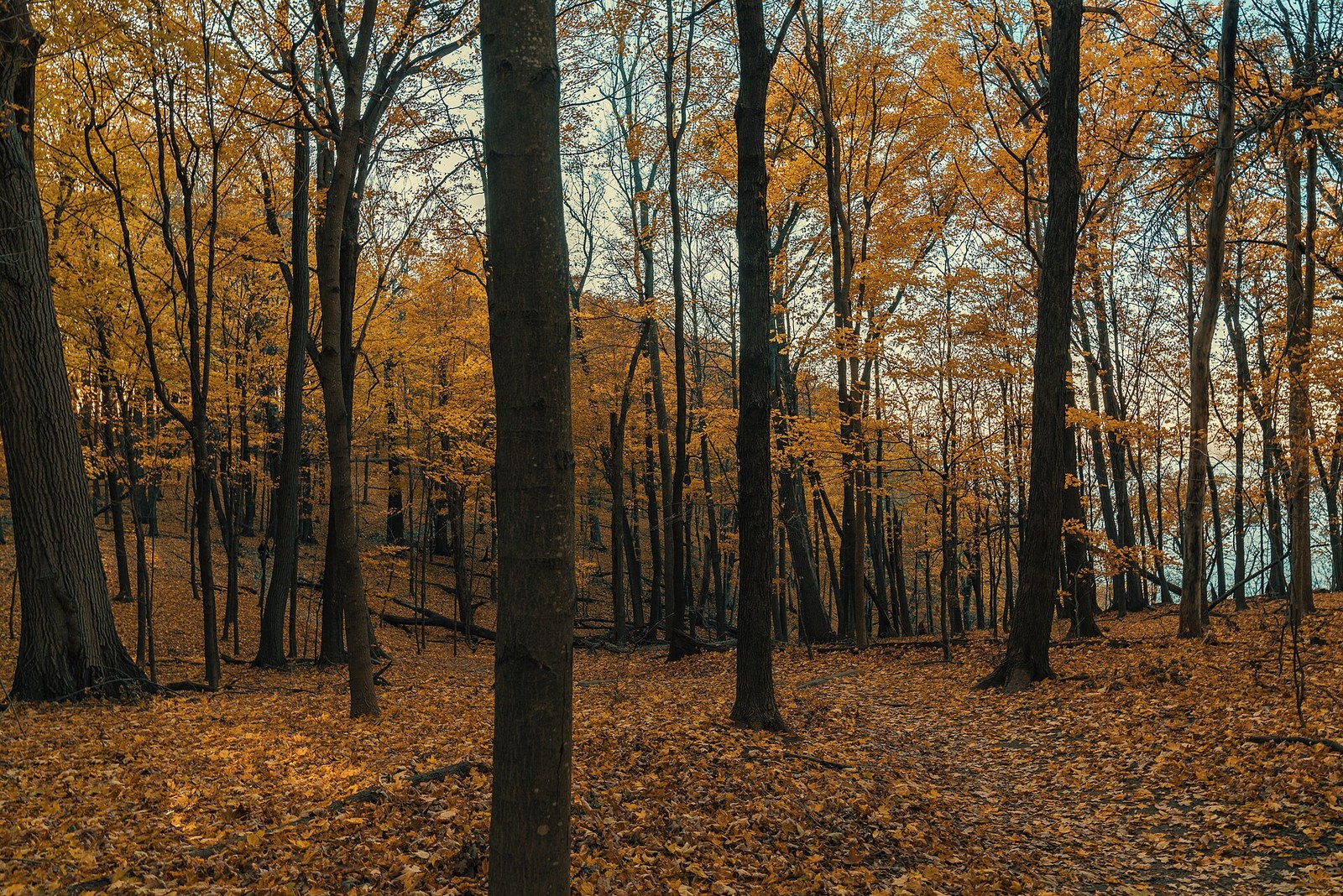 A hardwood forest of golden maple leaves with fallen leaves covering the trail and the river light showing through the trees.