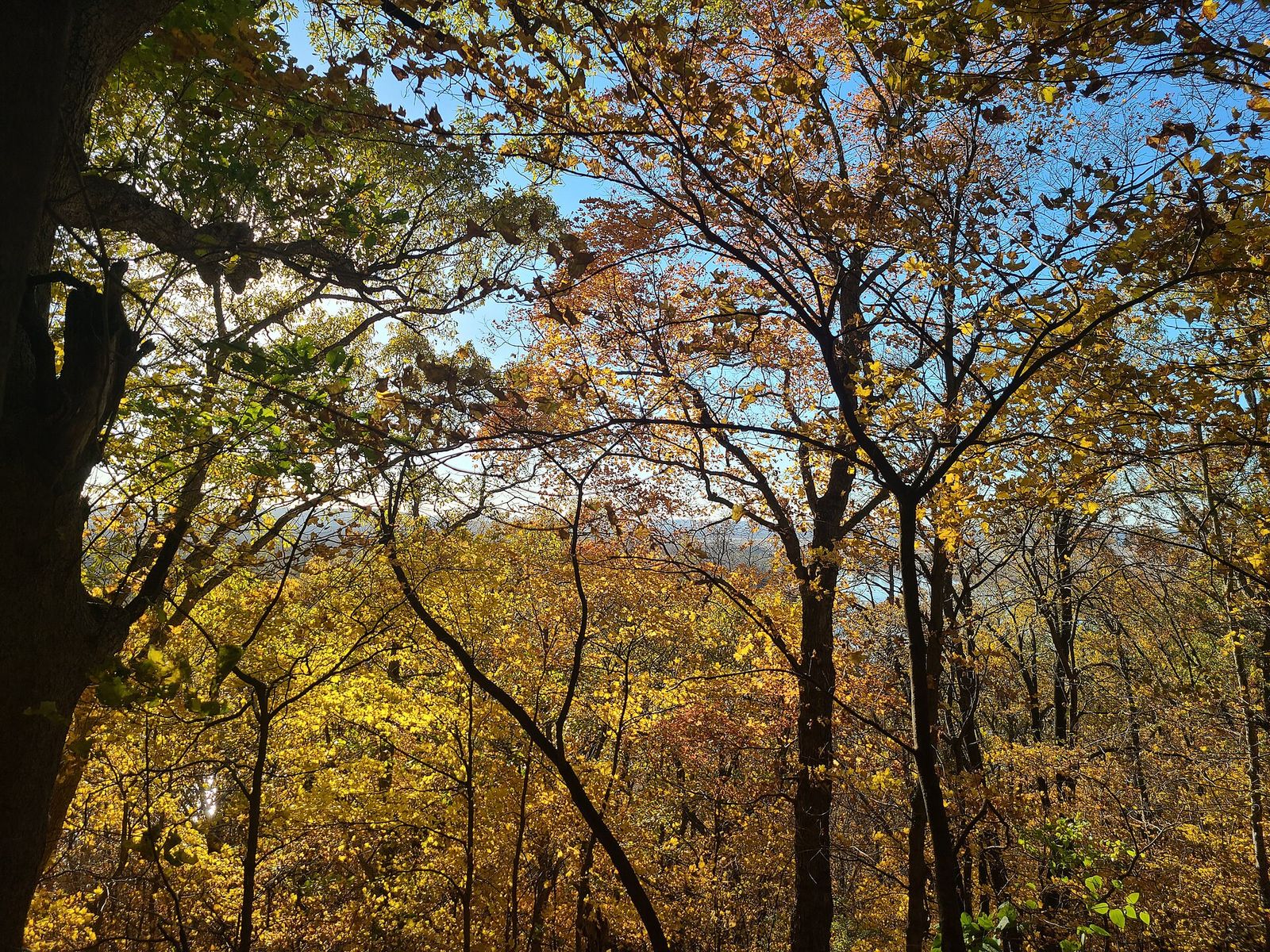 Gold and orange leaves on hardwood trees, with sky and a hazy valley showing through.