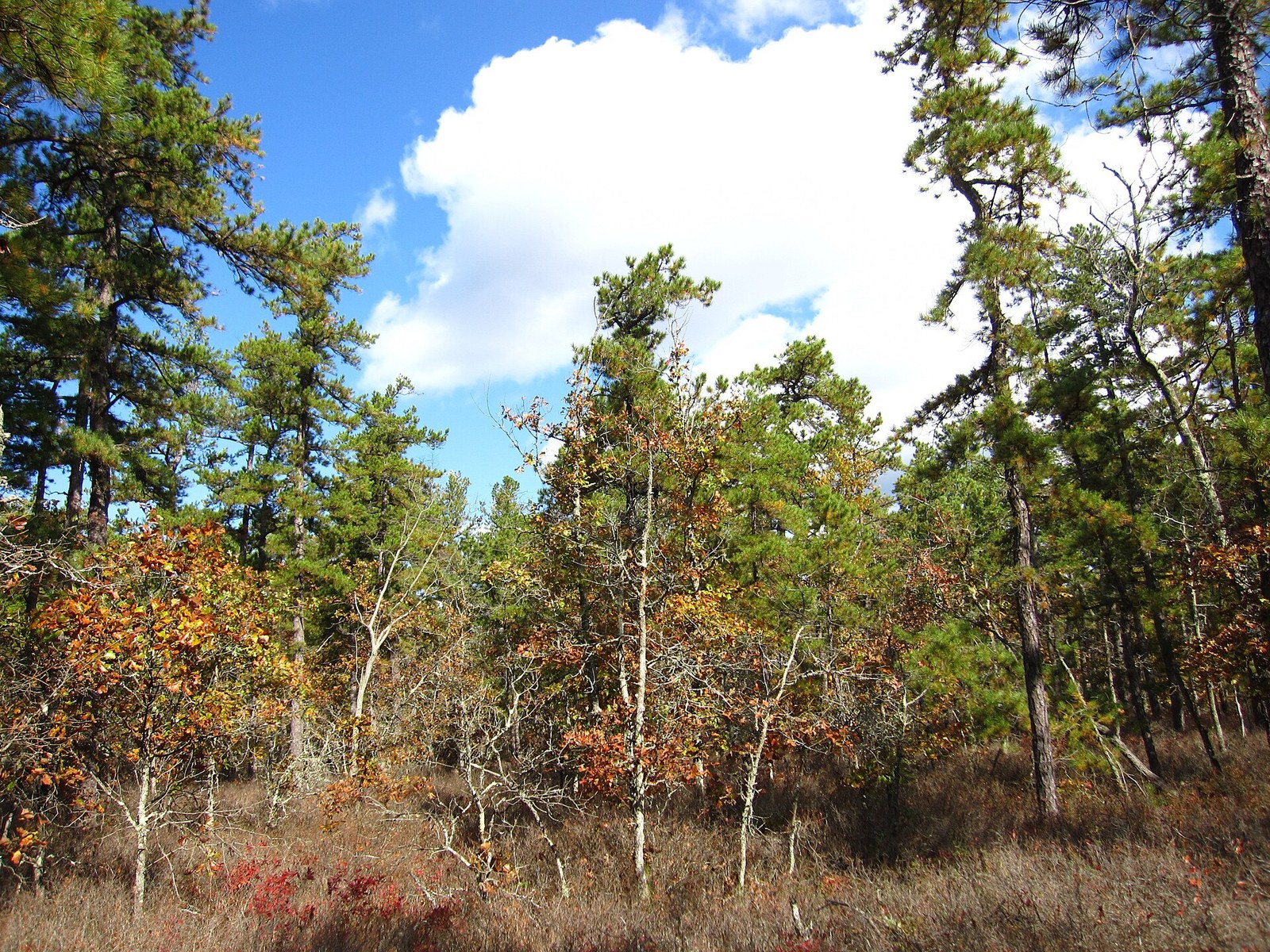 Green pines and low oaks with orange and red leaves above rust-colored scrub.