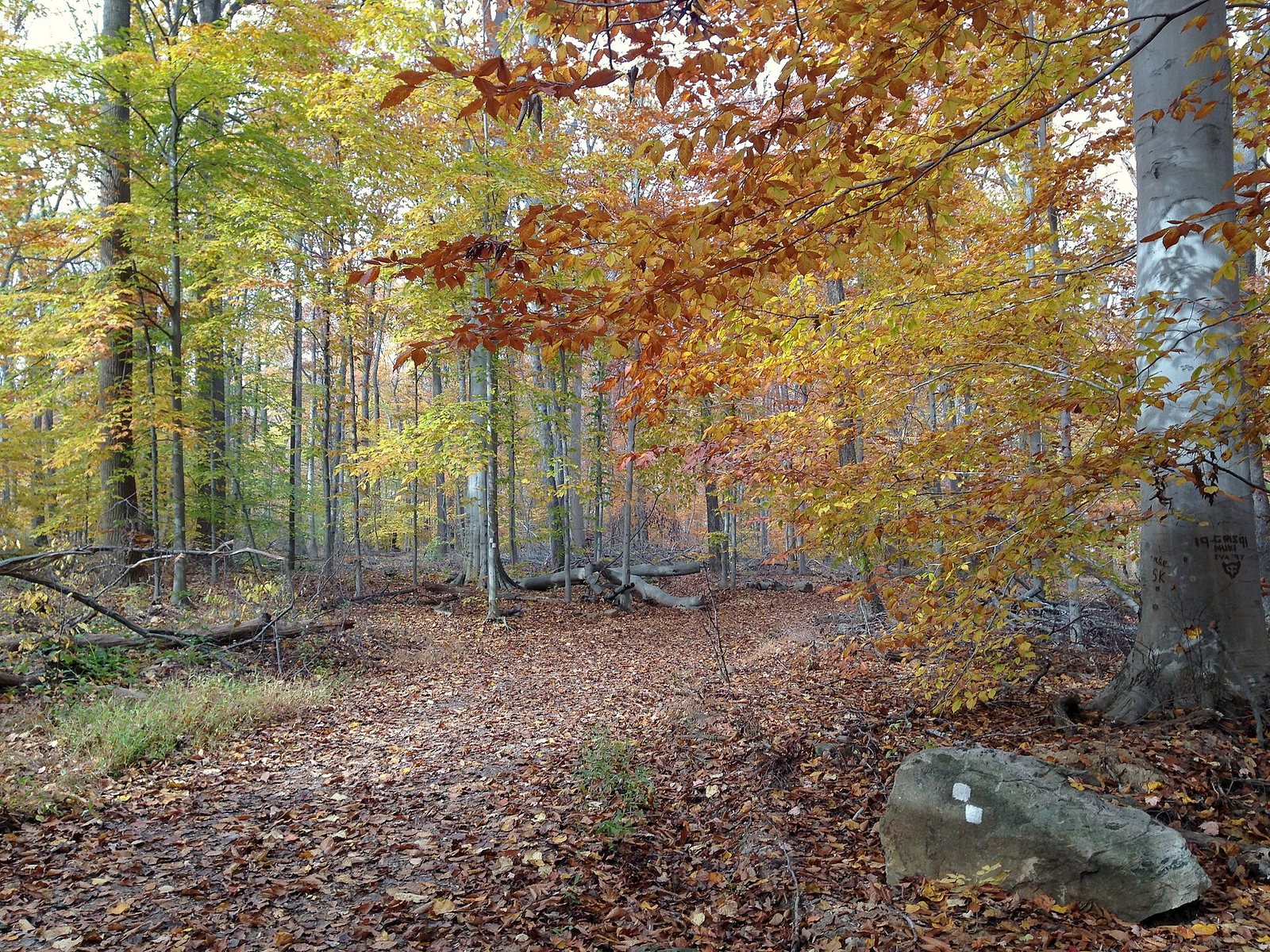 A leaf-covered trail through beech woods in yellow and orange.