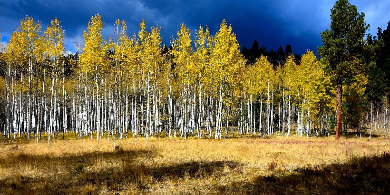 A grove of gold aspens with white trunks above a meadow of tawny grass, with a dark stormy sky behind.