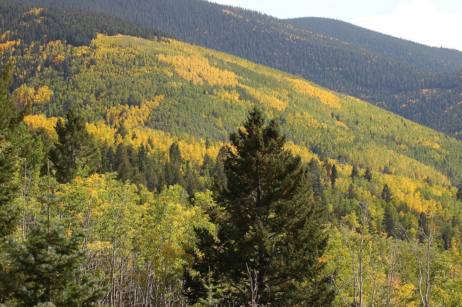 A mountainside of dark evergreens with broad patches of gold and green aspen across its slope.