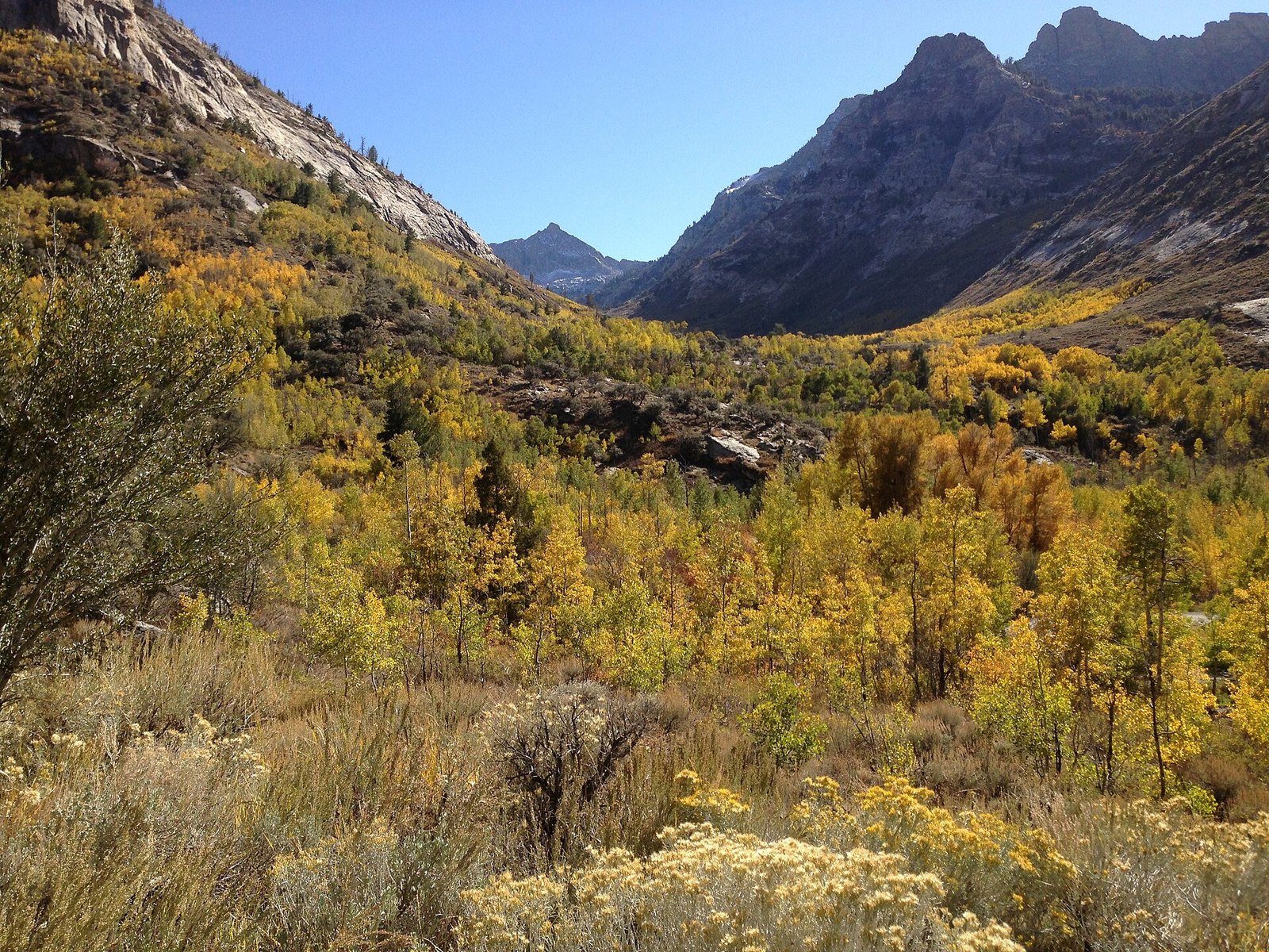 A glacier-carved valley of gold aspen and brush below gray granite peaks, under a blue sky.