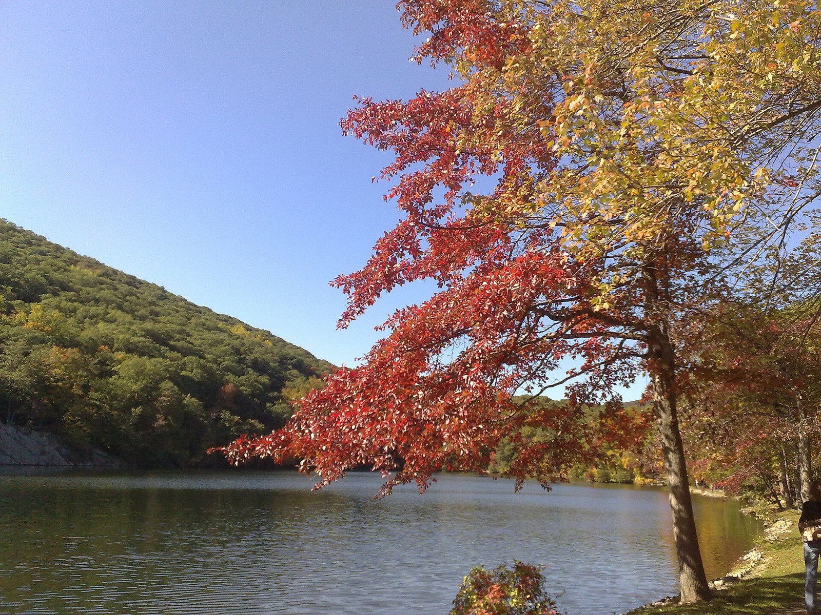 A red-leaved tree leaning over a still lake below a wooded green slope.