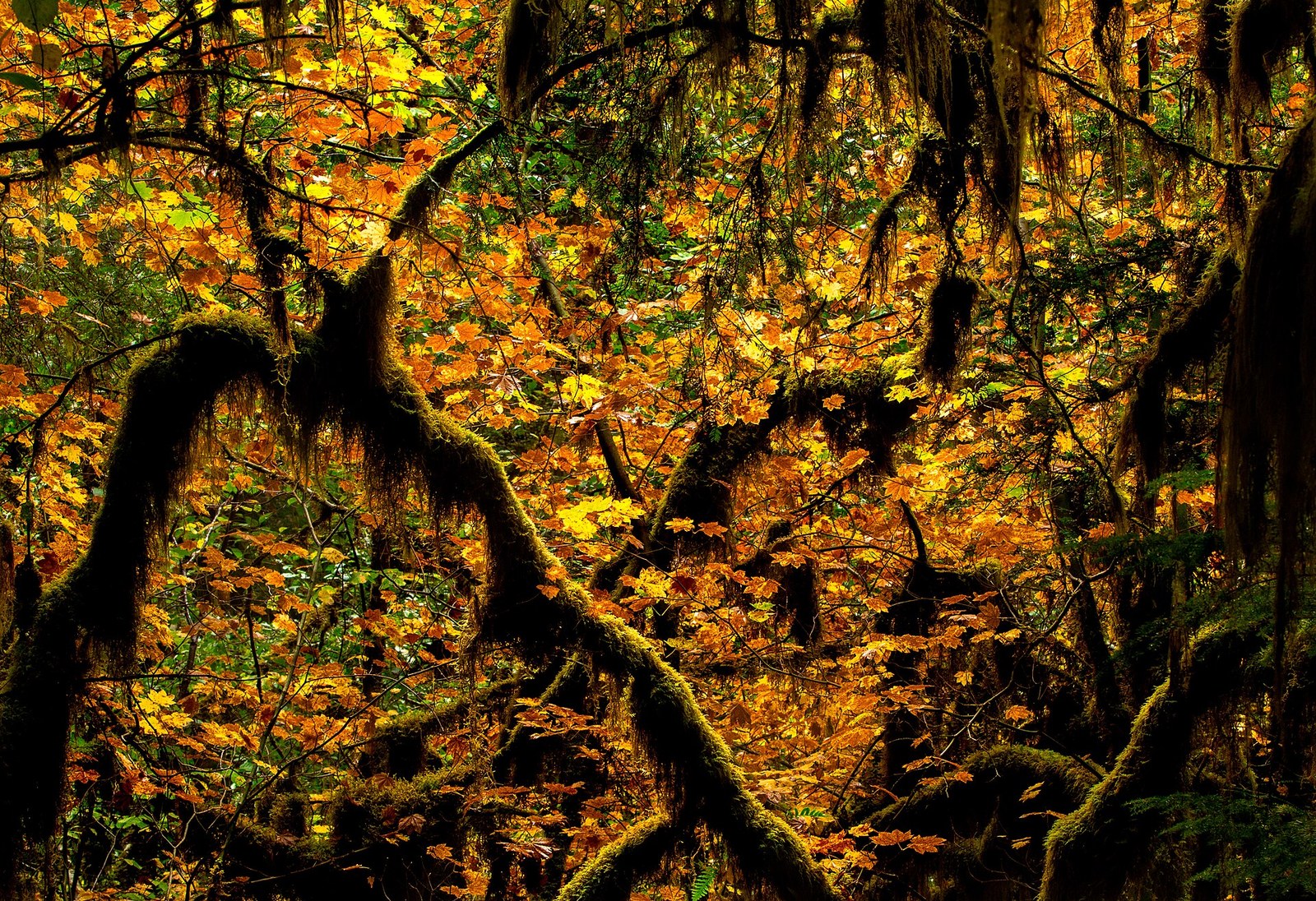Moss-draped maple branches thick with gold and orange leaves in a Cascade forest.