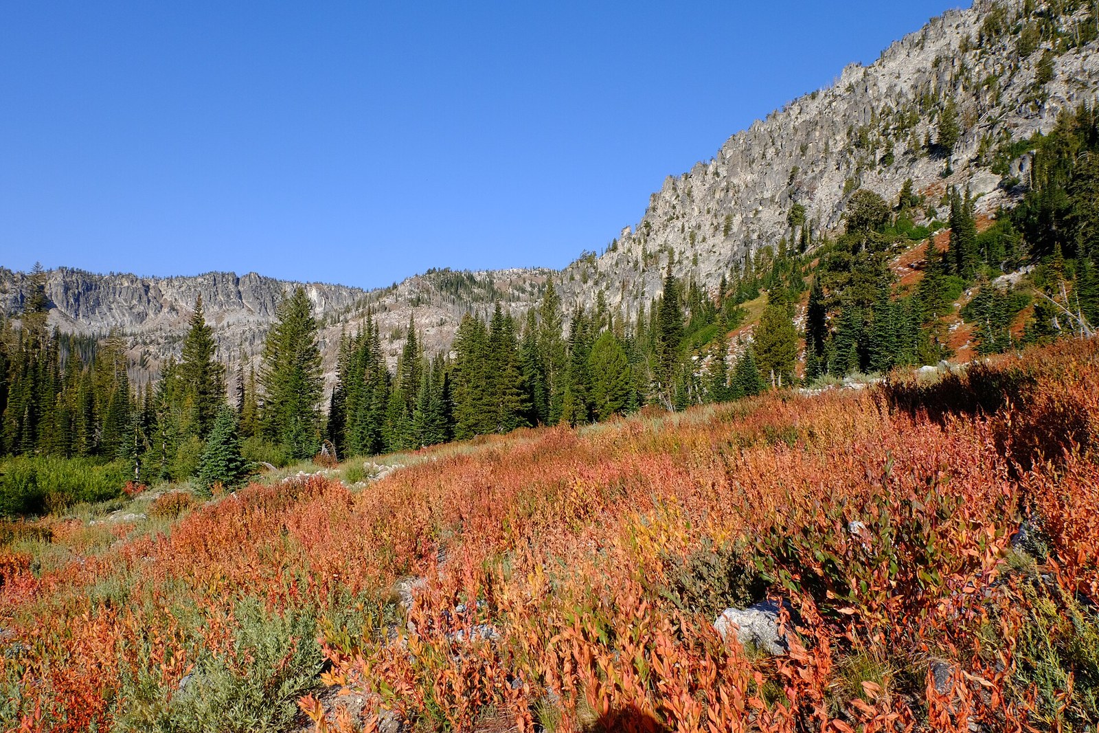 A hillside of shrubs in red and orange autumn leaves below gray cliffs and conifers.