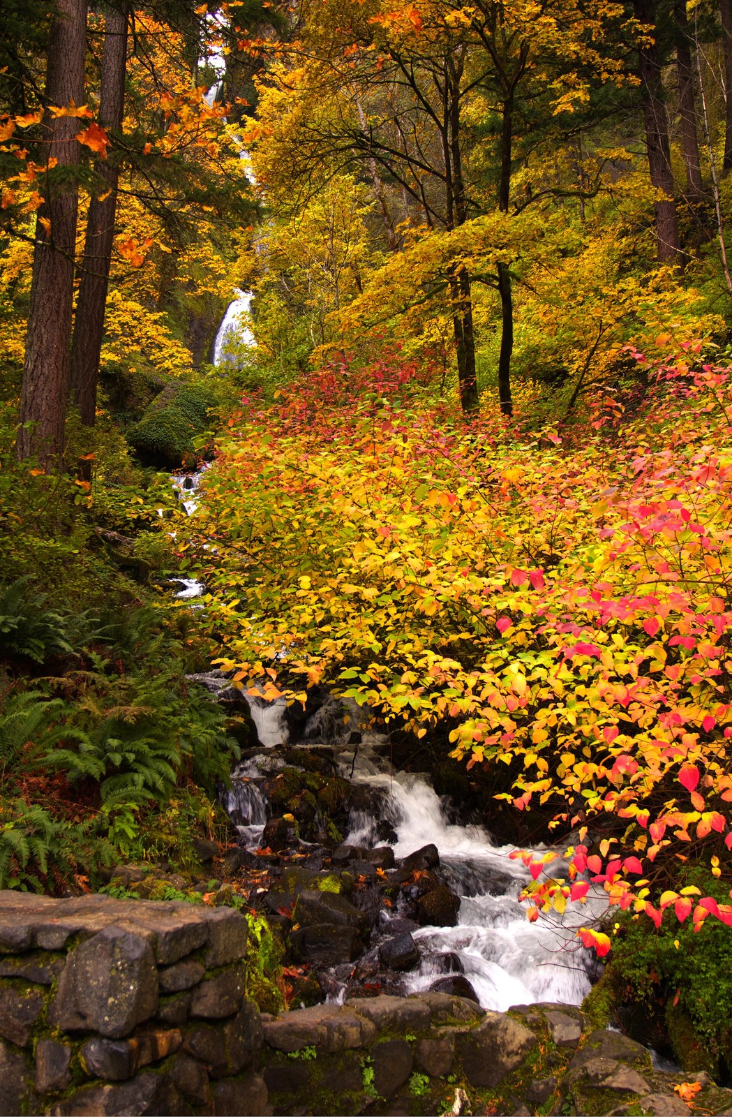 A stream tumbling past a stone wall below a hillside of dogwood and maple in red, orange and yellow.