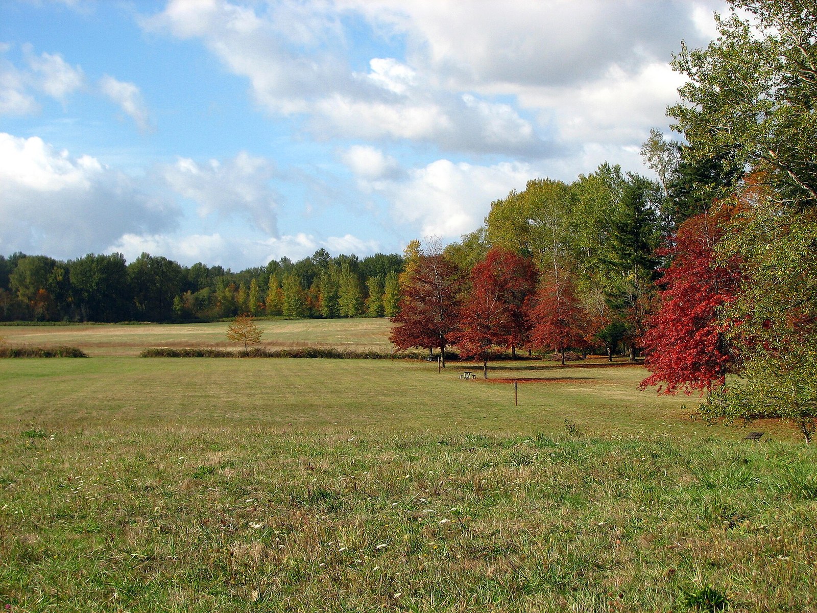 Red maples at the edge of a mown meadow under a blue sky with white clouds.