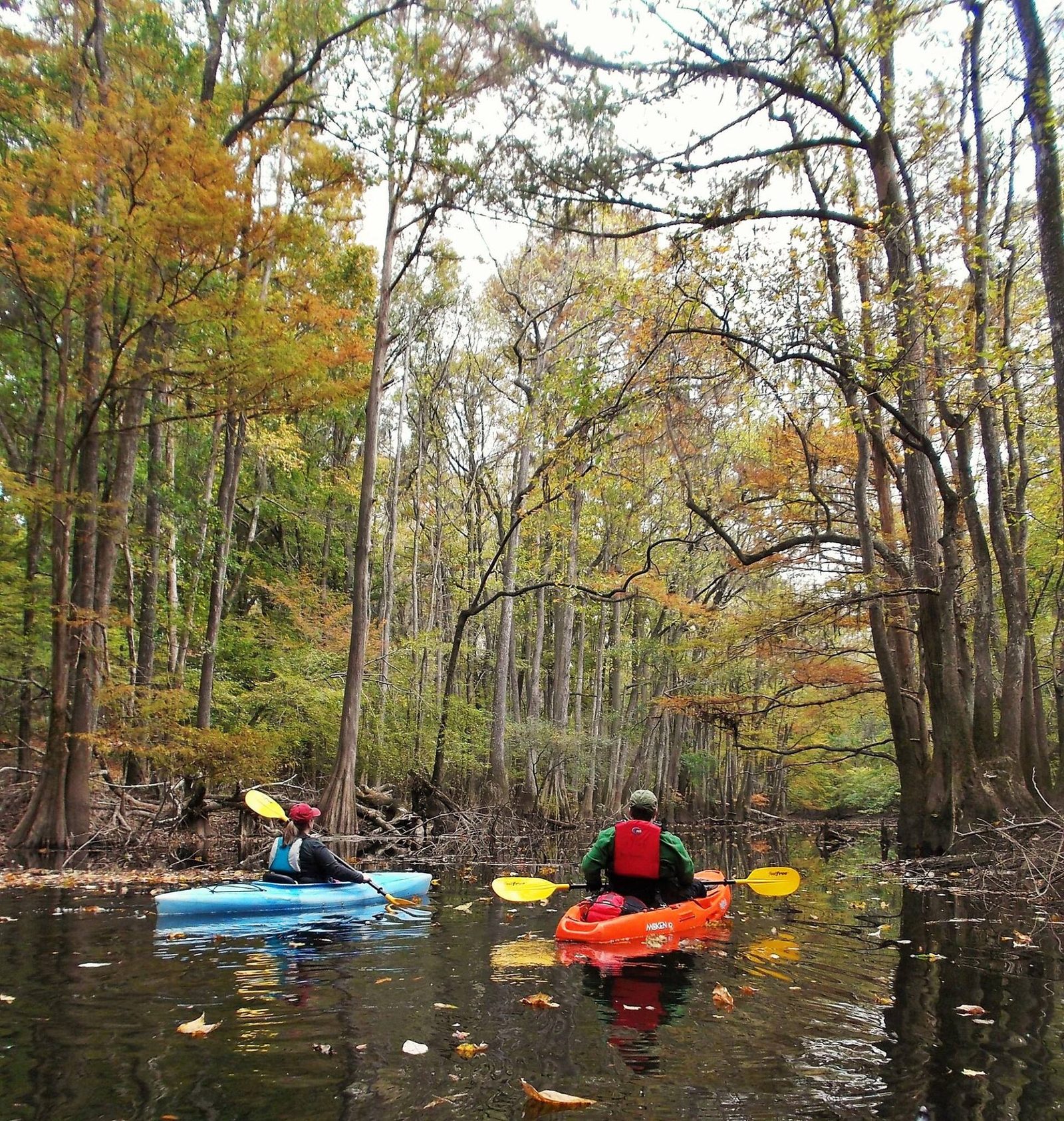 Two kayakers on dark water between bald cypress and hardwoods with yellow and orange leaves.