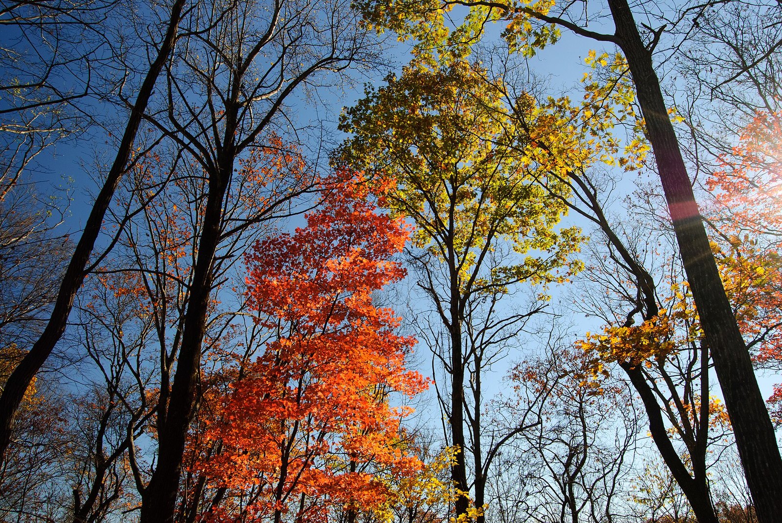 Looking up through bare trunks at a red-orange tree, yellow trees and a blue sky, in the woods near Jones Gap.