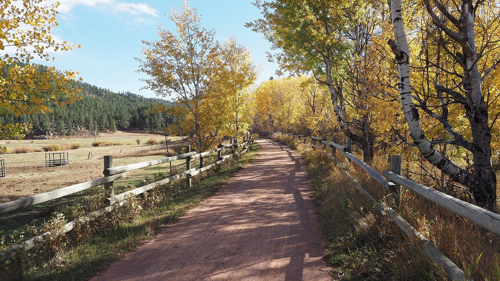 A dirt trail beside a log fence, lined with yellow aspens and white birch trunks, with a pine-covered hill beyond.