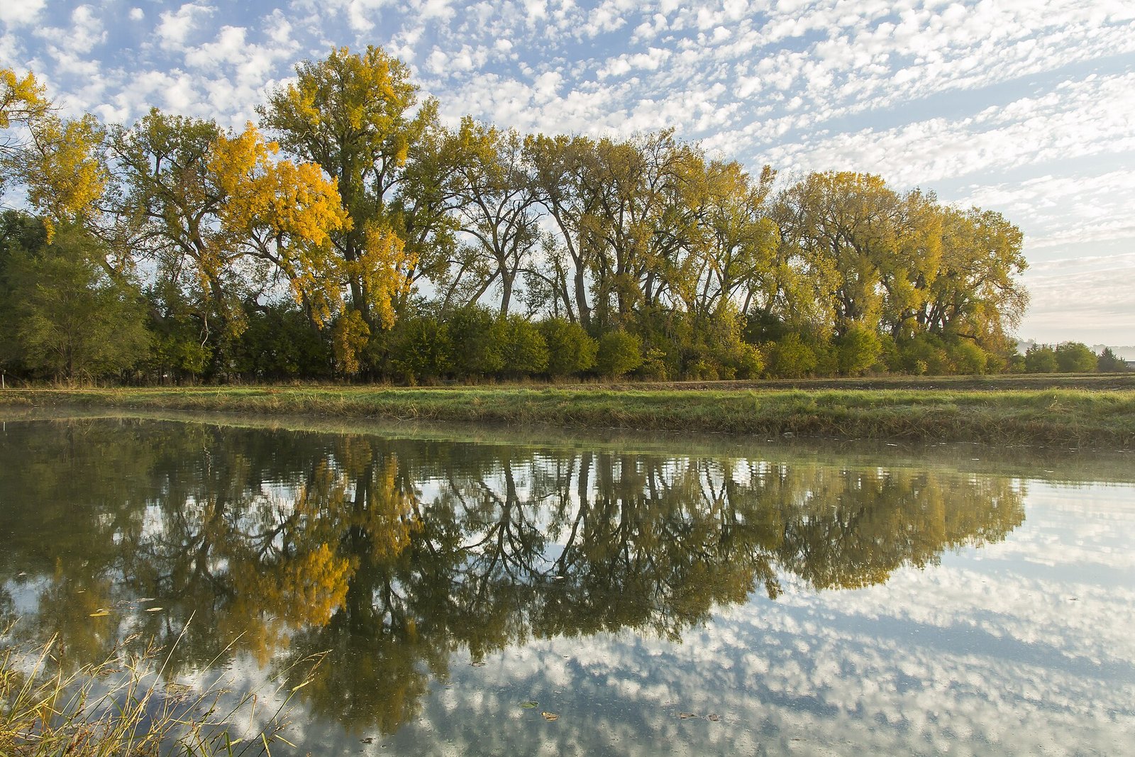 A row of tall cottonwoods in yellow and green leaves, reflected in a still pond under scattered clouds.
