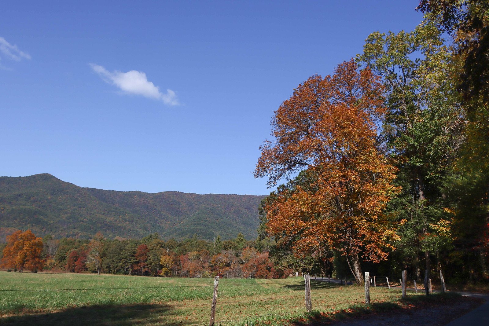 A large tree in orange and gold beside a fence at the edge of a meadow, with a forested ridge beyond.