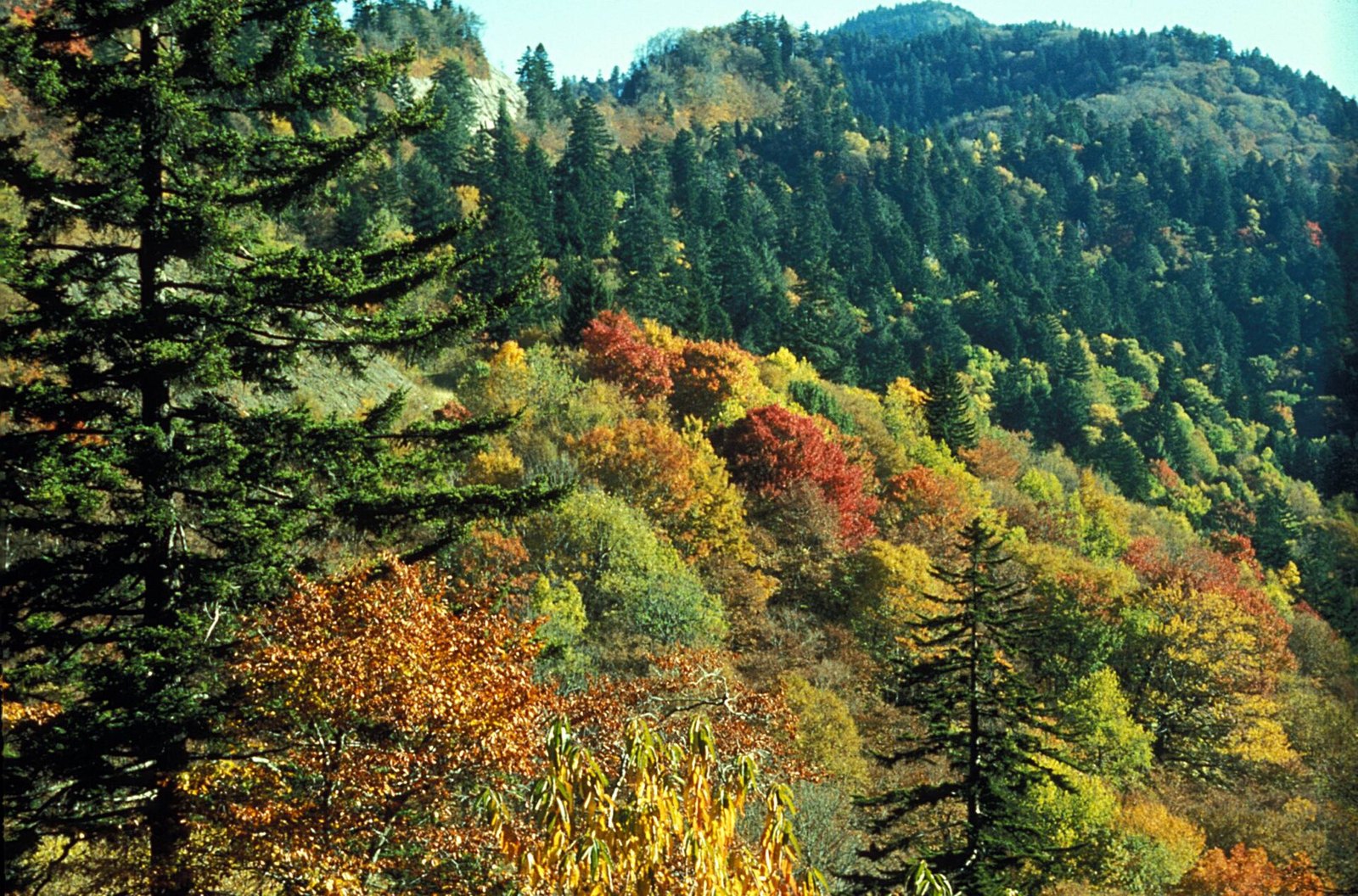 Red, orange and yellow hardwoods among dark spruce and fir on a mountainside.