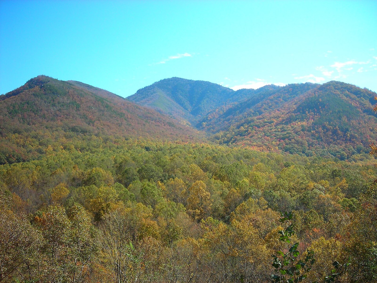 Mount Le Conte and its neighboring ridges in orange and red, rising over a forest of gold and green under a clear sky.
