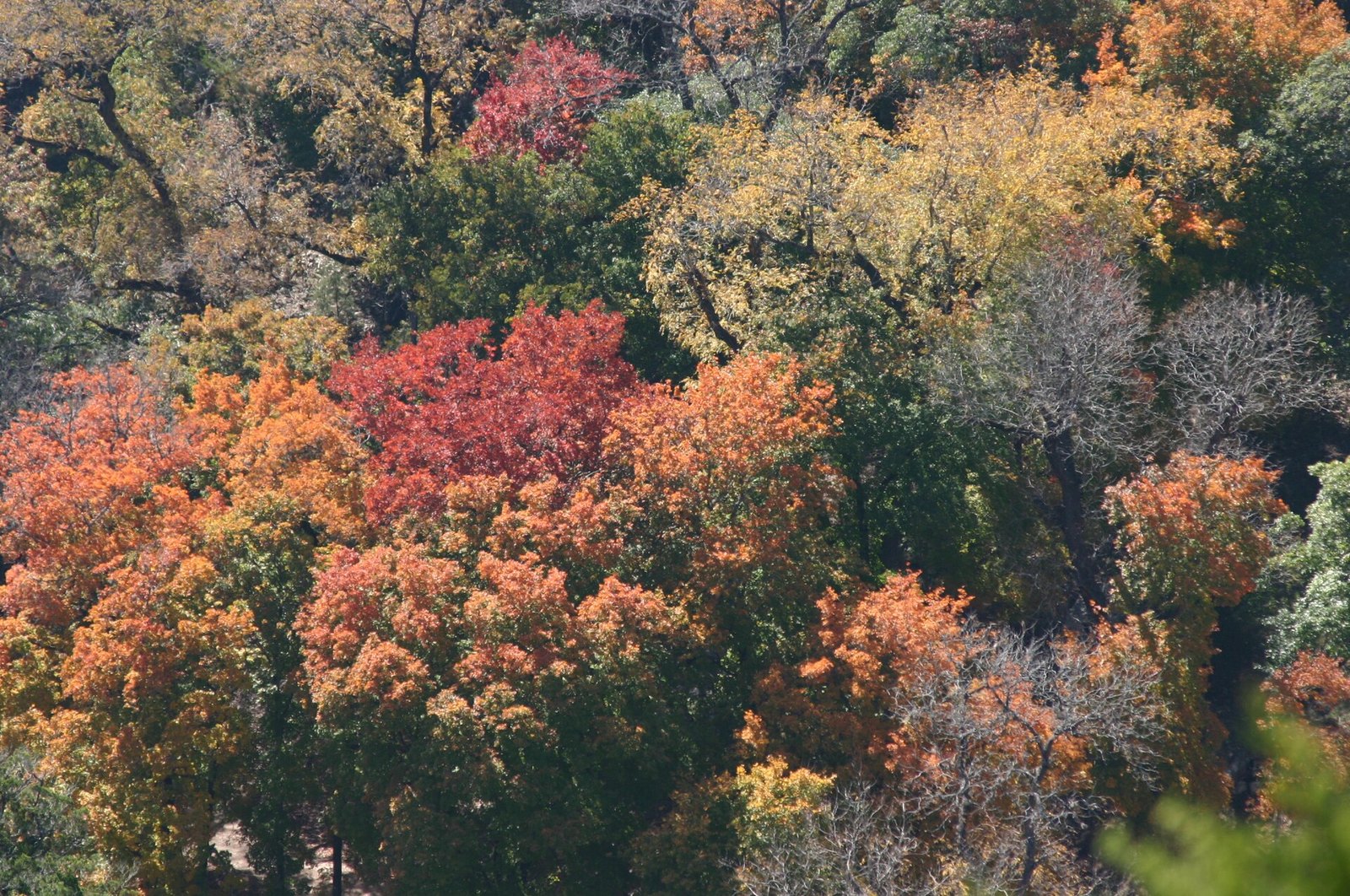 A forested slope seen from above, with maple crowns in red and orange among yellow trees and dark green junipers.