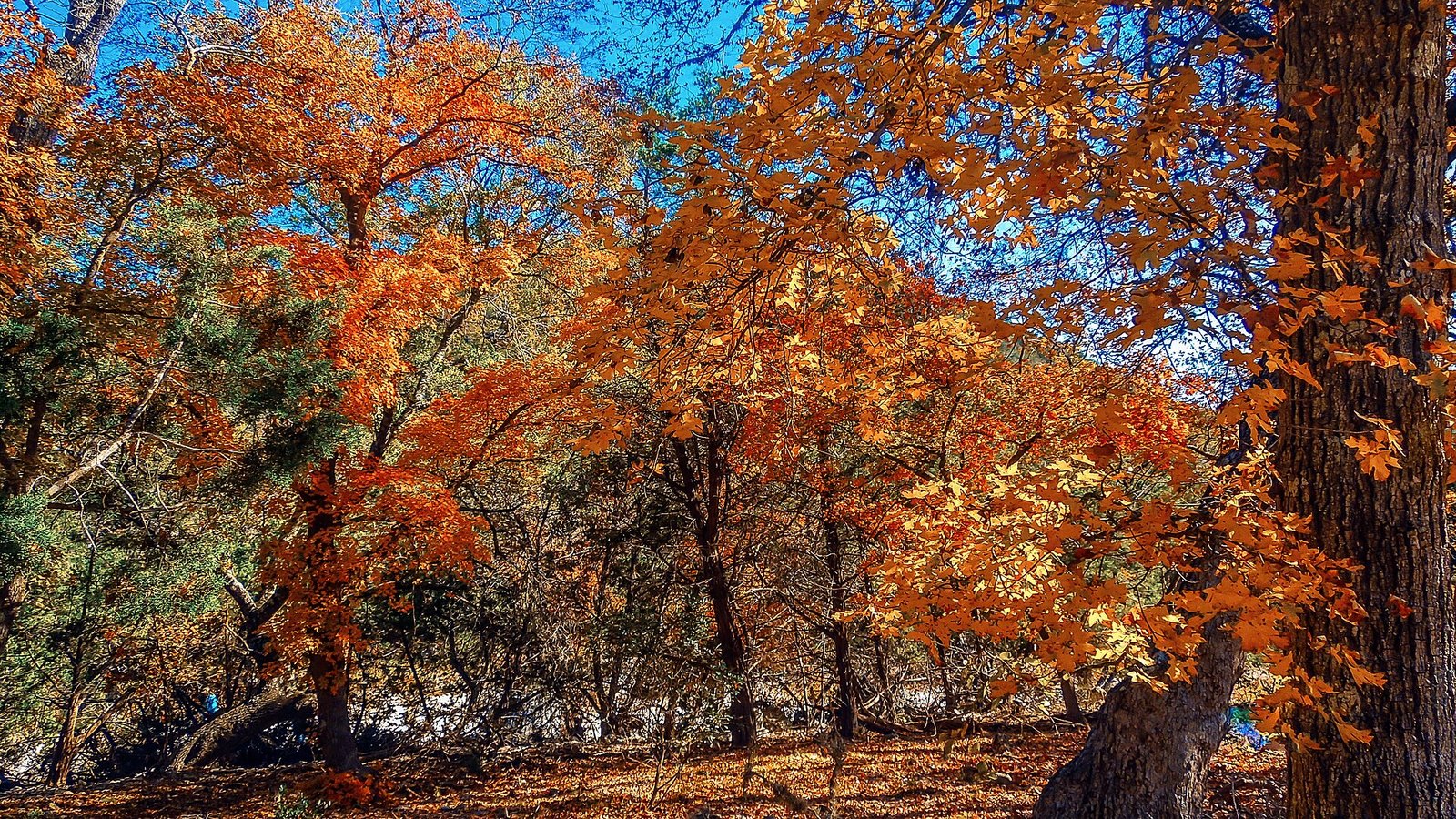 Maple trees with orange and red leaves against a deep blue sky, with a thick dark trunk at the right edge.