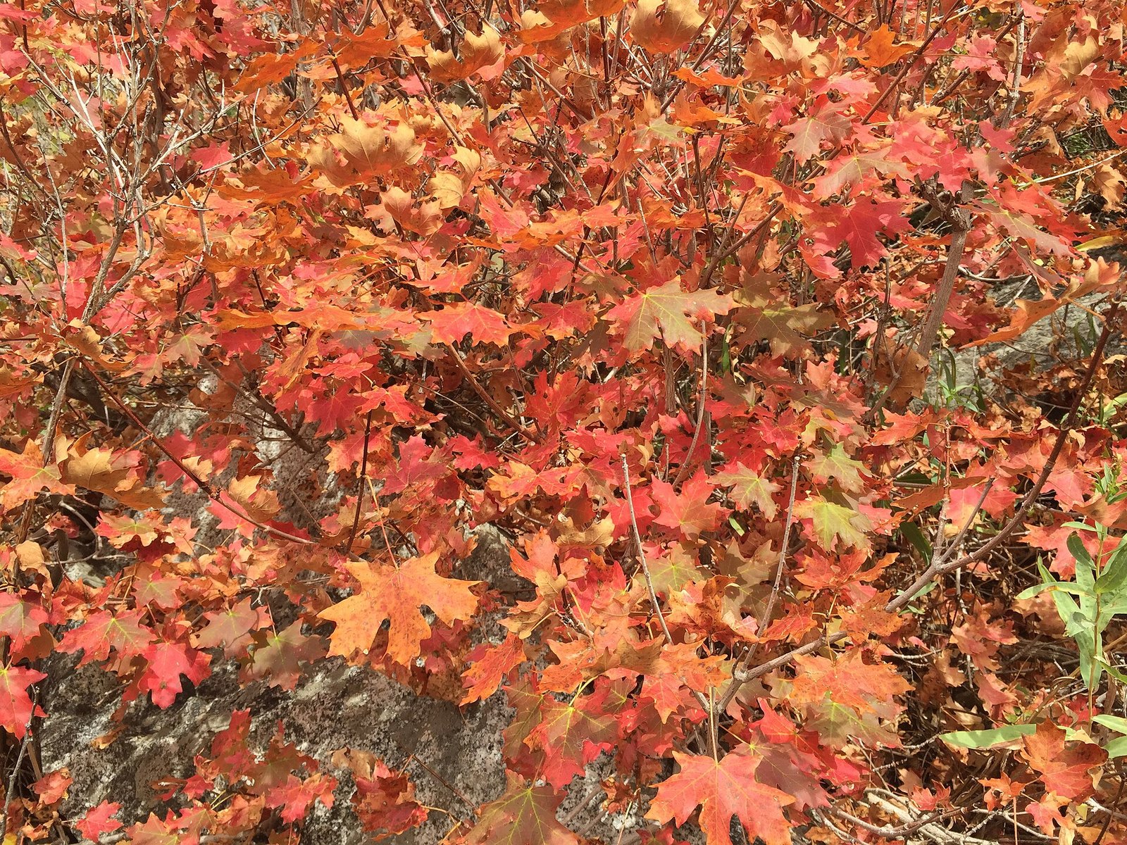 A close view of bigtooth maple leaves in red and orange.