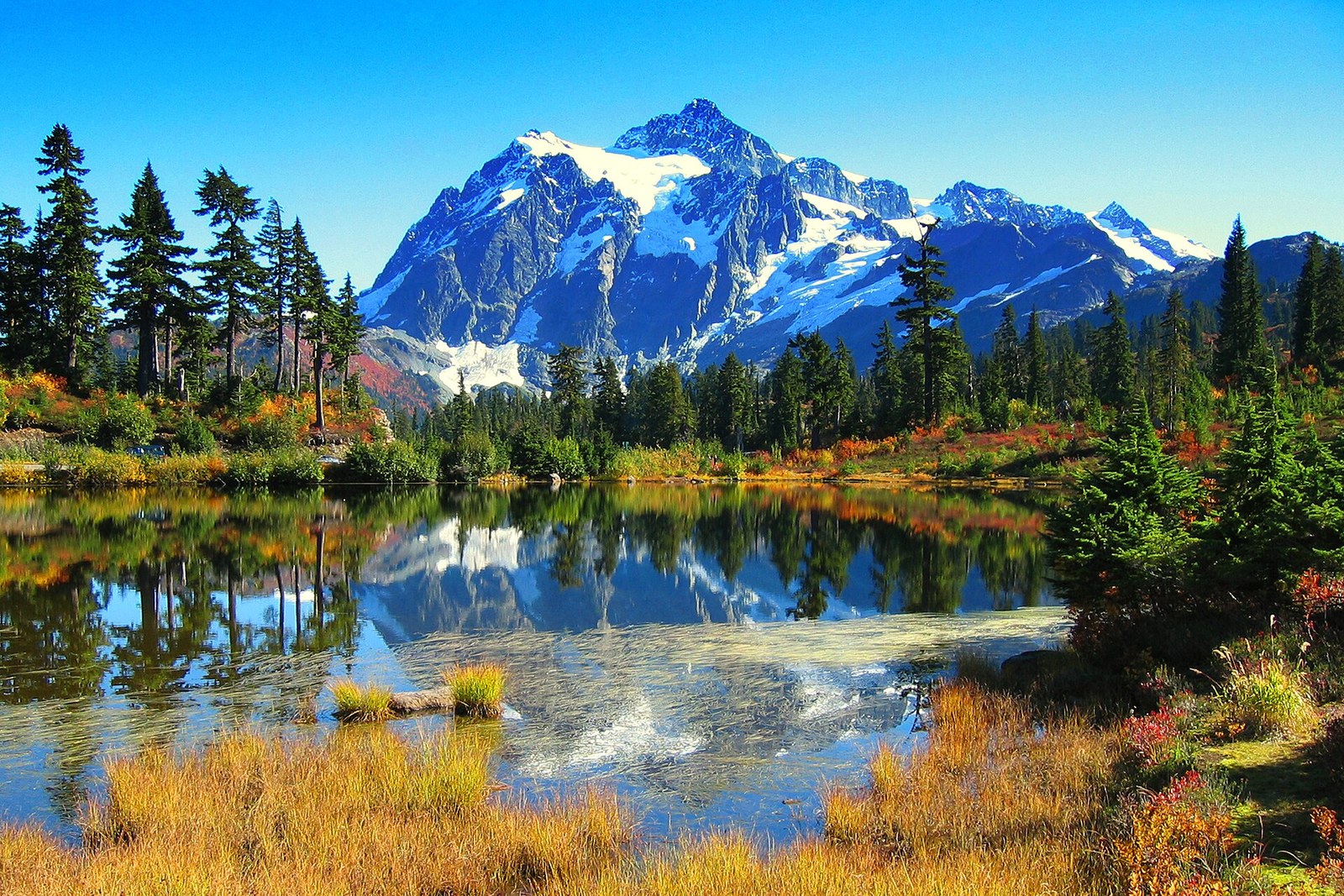 Snowy Mount Shuksan reflected in a small lake, with golden grass and red shrubs along the shore.