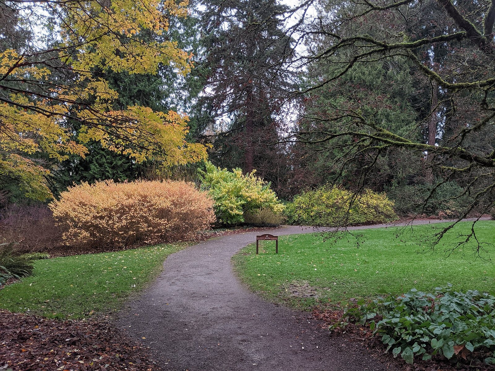 A gravel path curving past maples with yellow leaves and shrubs in gold and copper, under tall conifers.