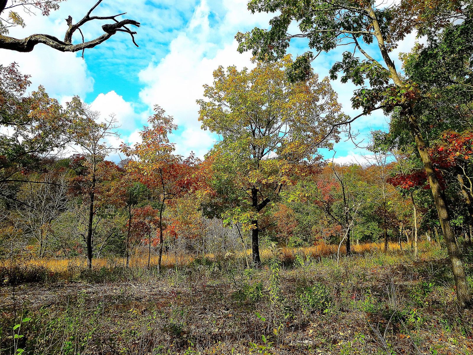 Oaks with red, orange and yellow leaves among tall grass under a blue sky with white clouds.