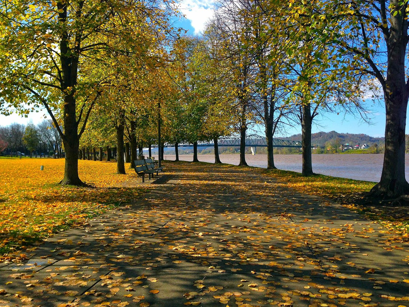 Rows of golden trees and fallen leaves along the Ohio River at Harris Riverfront Park, with a bridge in the distance.