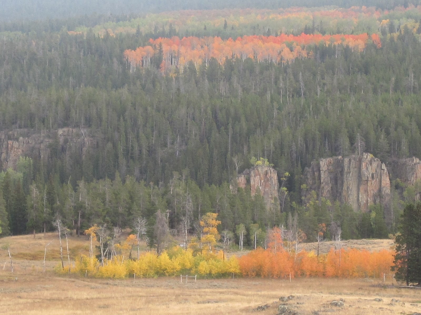 Patches of orange and yellow aspen in a meadow and on a forested slope below rocky cliffs.