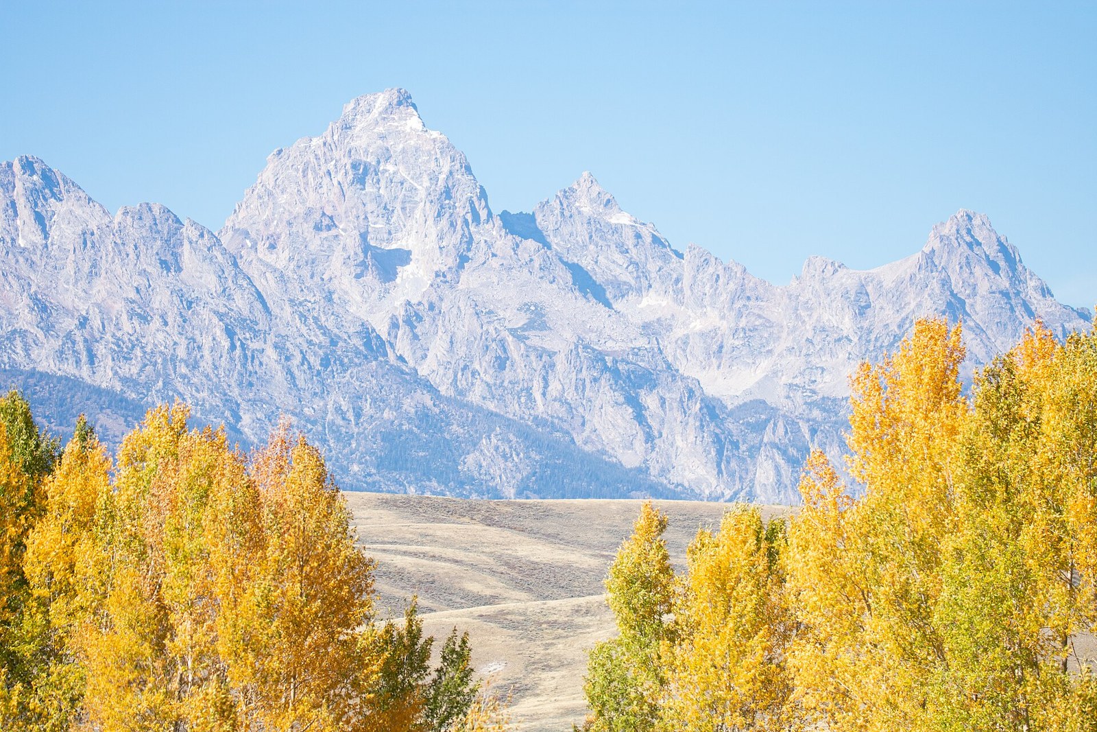 Gold cottonwoods in the foreground with the jagged Teton Range rising behind a pale valley under a clear sky.