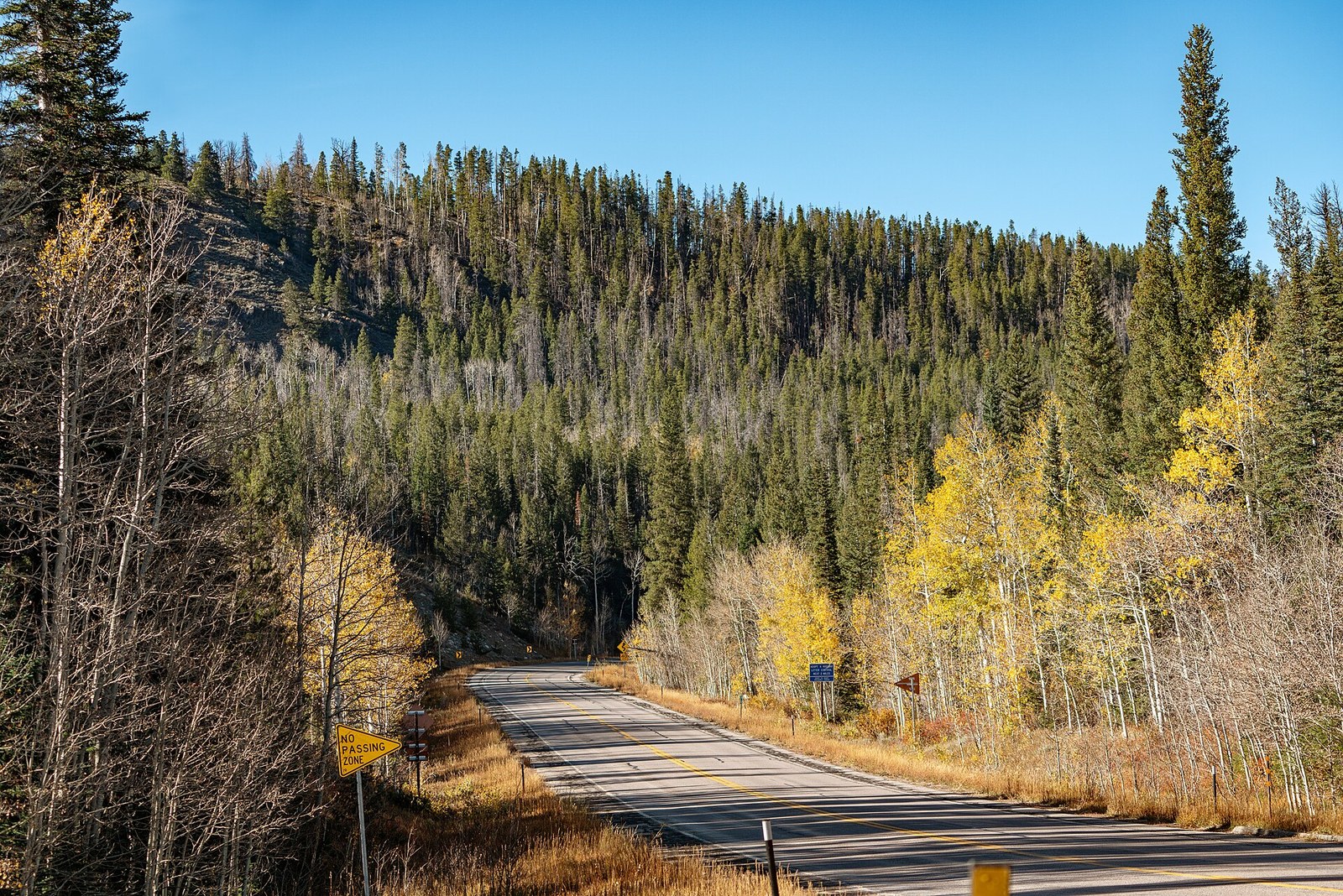A paved road curving through dark evergreens, with yellow aspens along the right side under a clear blue sky.